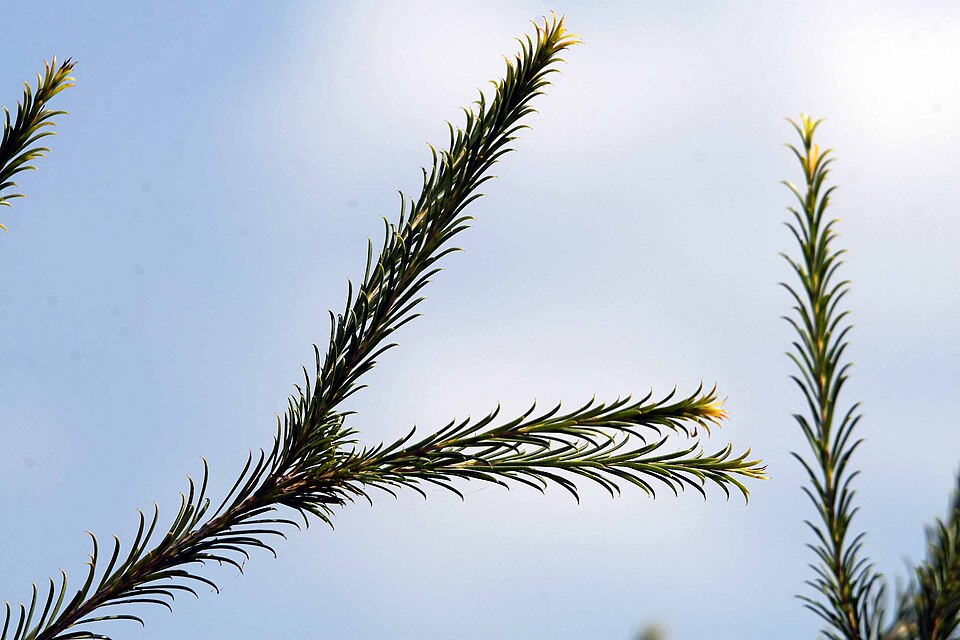 Melaleuca armillaris (Bracelet Honey-myrtle) (alternate view 5)