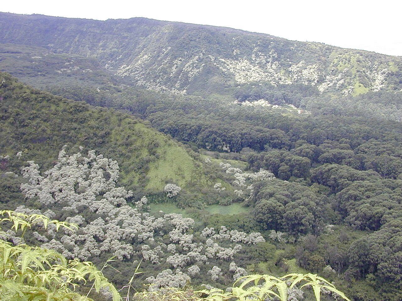 Aleurites moluccanus, Kukui (candlenut) — spreading evergreen (Euphorbiaceae) (image 2 of 6)