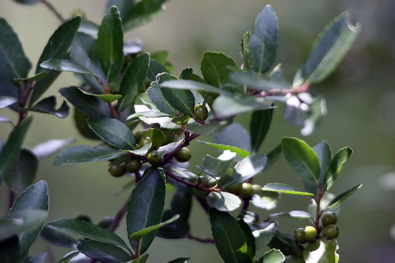 Ilex vomitoria, Yaupon holly — upright evergreen (Aquifoliaceae) (image 4 of 7)