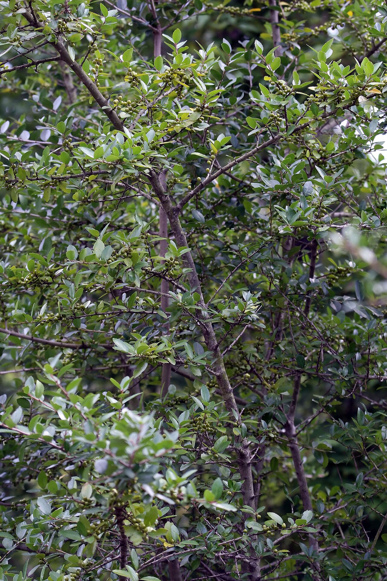 Ilex vomitoria, Yaupon holly — upright evergreen (Aquifoliaceae) (image 5 of 7)