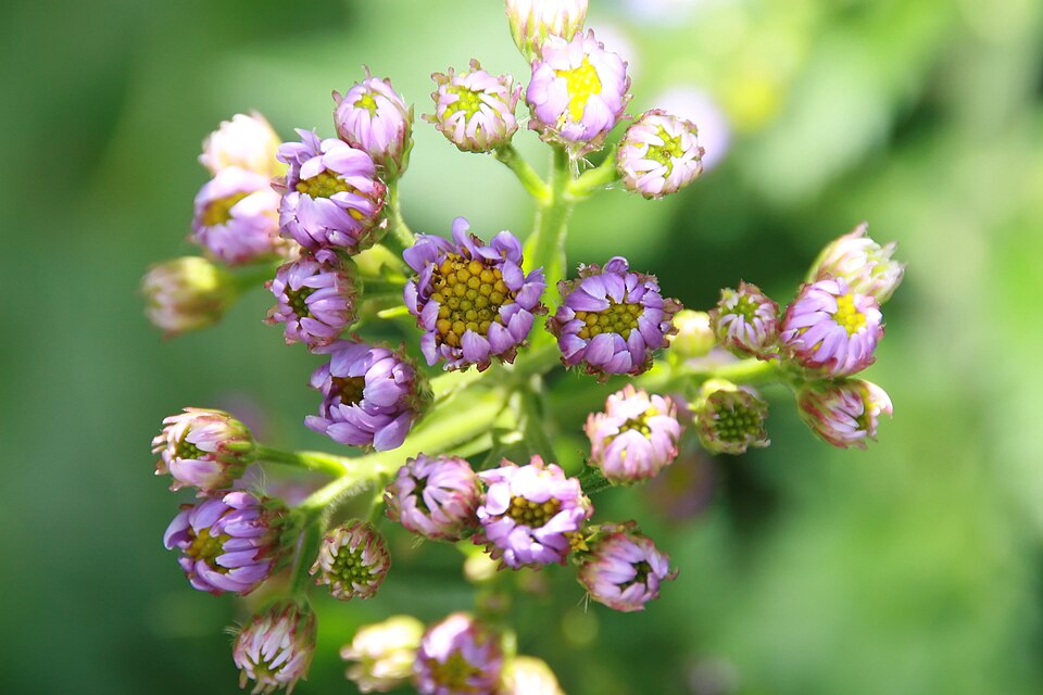 Aster tataricus 'Jindai' (Jindai Aster) (alternate view 5)
