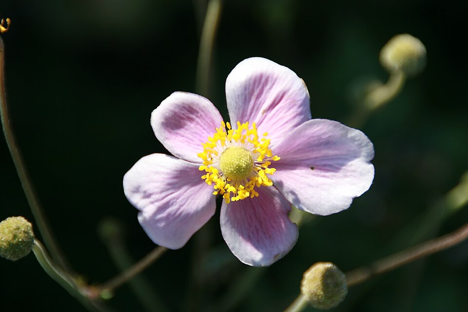 Eriocapitella hupehensis (Hubei Anemone)