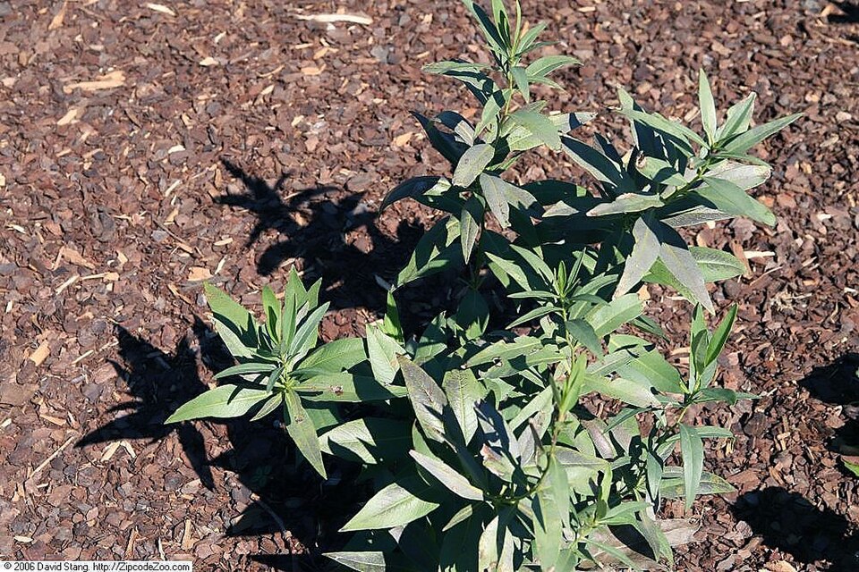 Amsonia × 'Blue Ice' (Blue Ice Bluestar) (alternate view 4)