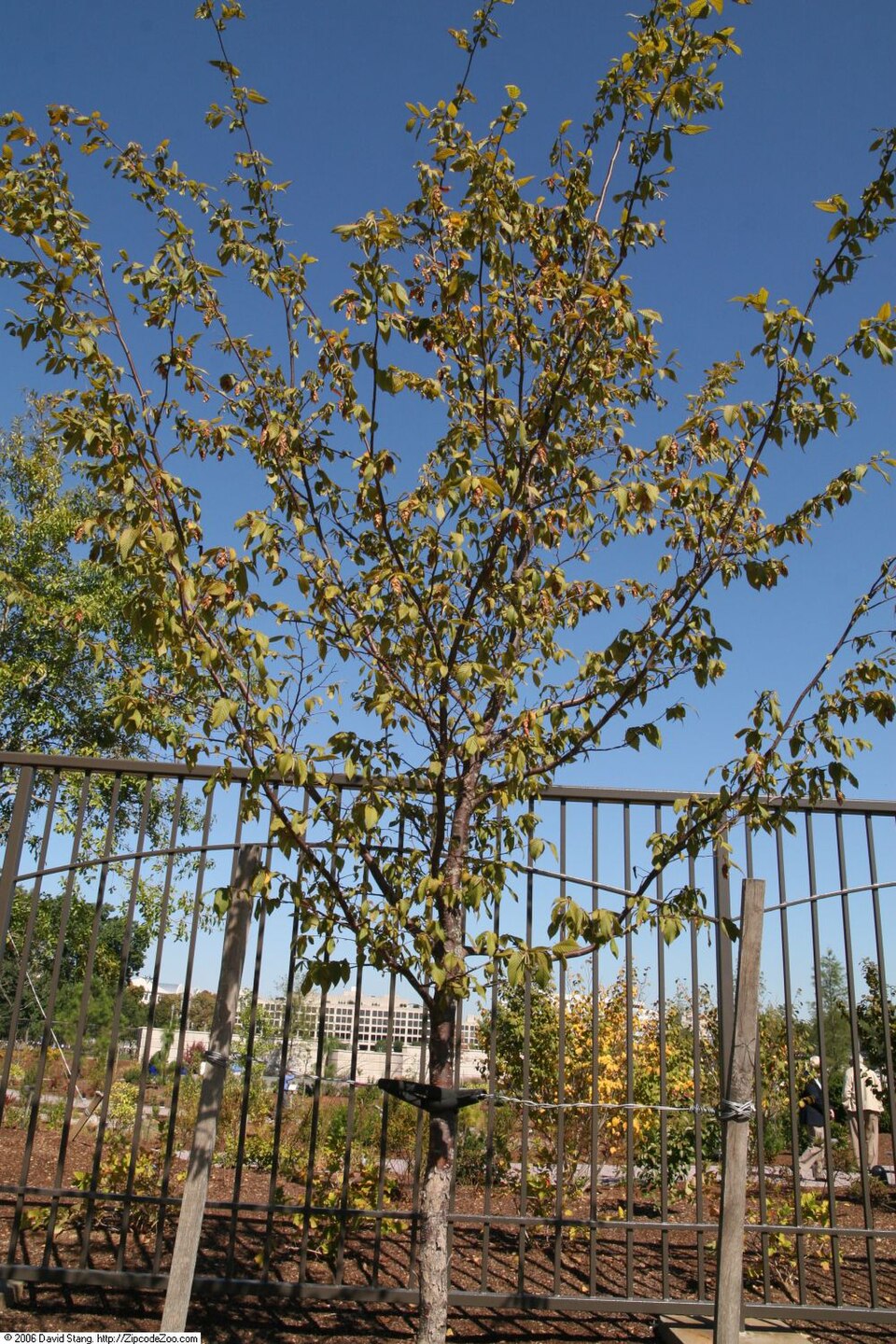 Ostrya virginiana (American hophornbeam)