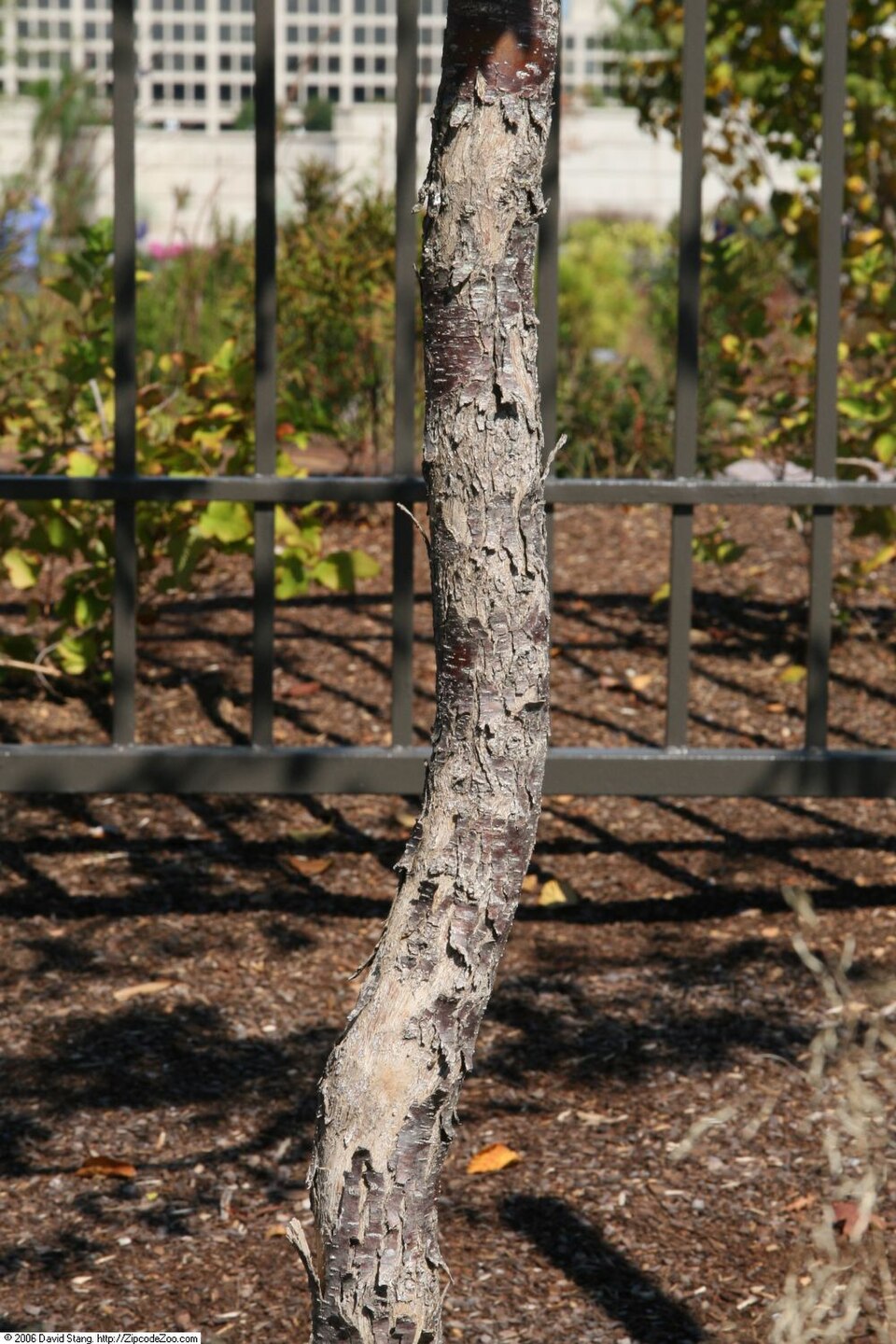 Ostrya virginiana (American hophornbeam)