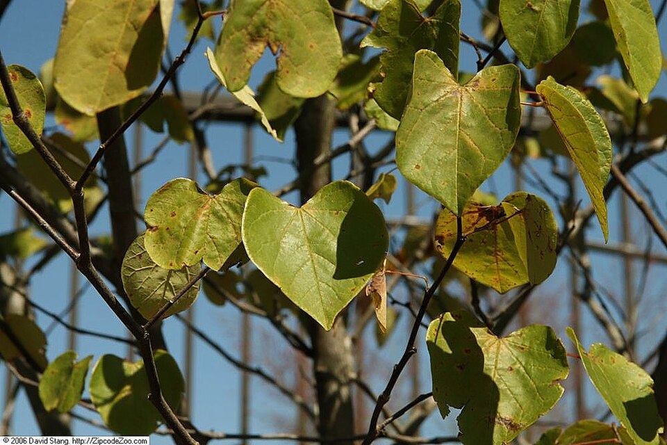 Cercis canadensis 'Forest Pansy' (Forest Pansy redbud) (alternate view 5)