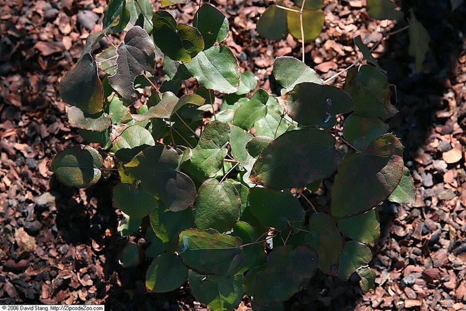 Epimedium grandiflorum 'Lilafee' (alternate view 4)