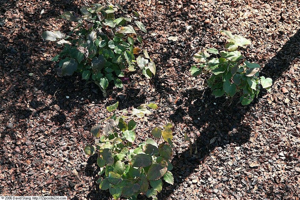 Epimedium grandiflorum 'Lilafee' (alternate view 5)