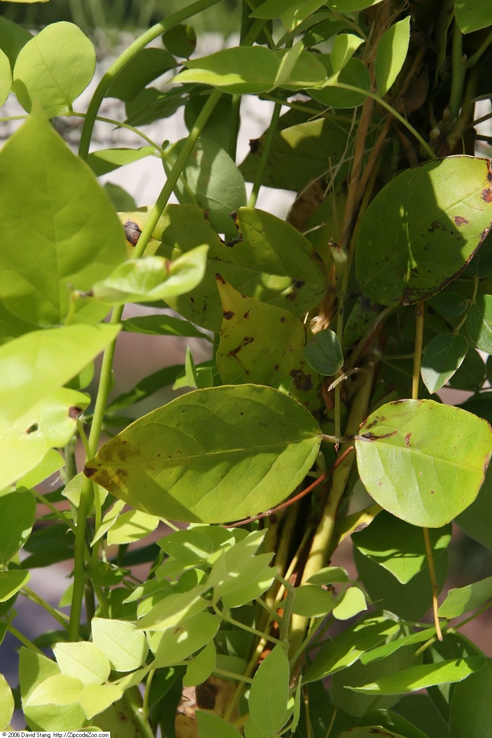 Wisteria frutescens, American wisteria — climbing deciduous (Fabaceae) (image 5 of 10)