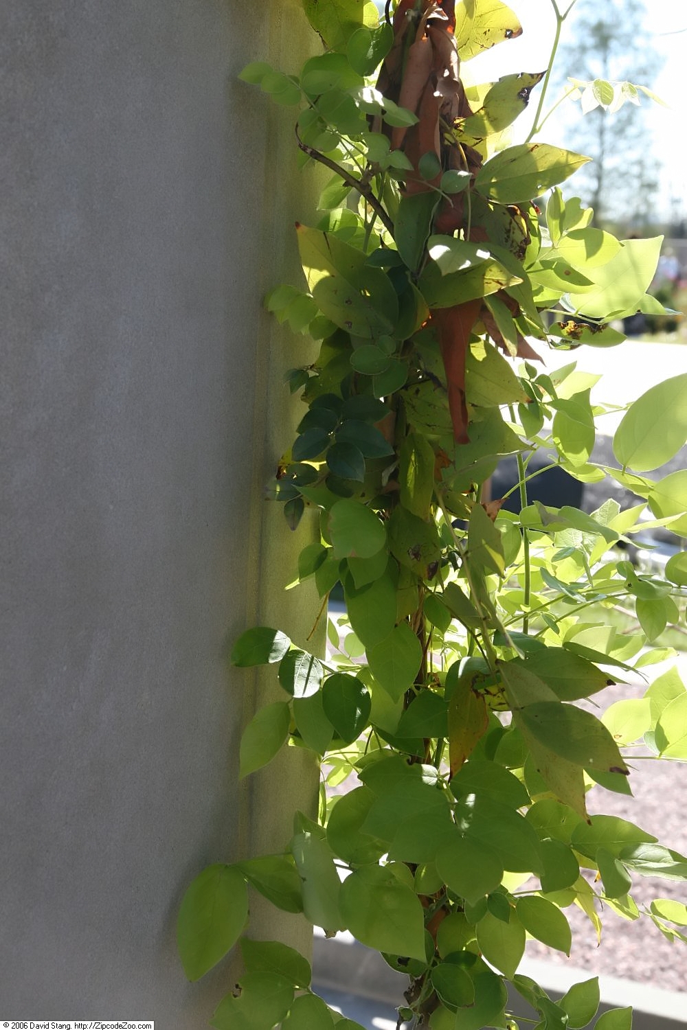 Wisteria frutescens, American wisteria — climbing deciduous (Fabaceae) (image 6 of 10)