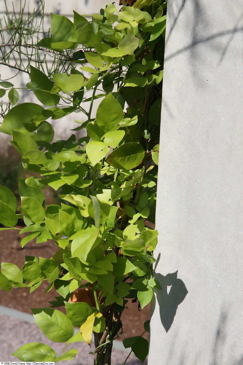 Wisteria frutescens, American wisteria — climbing deciduous (Fabaceae) (image 7 of 10)