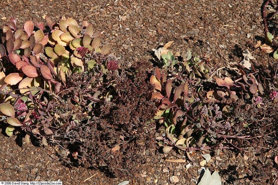 Sedum × 'Vera Jameson' (Vera Jameson Stonecrop) (alternate view 3)