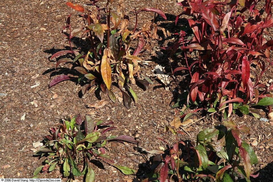 Penstemon digitalis 'Husker Red' (Husker Red Penstemon) (alternate view 3)