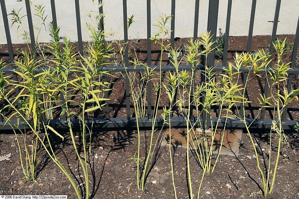 Asclepias incarnata 'Ice Ballet' (Ice Ballet Swamp Milkweed) (alternate view 3)