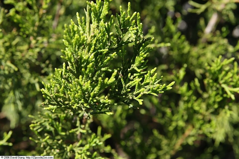Juniperus virginiana 'Brodie' (Brodie Eastern Red Cedar)