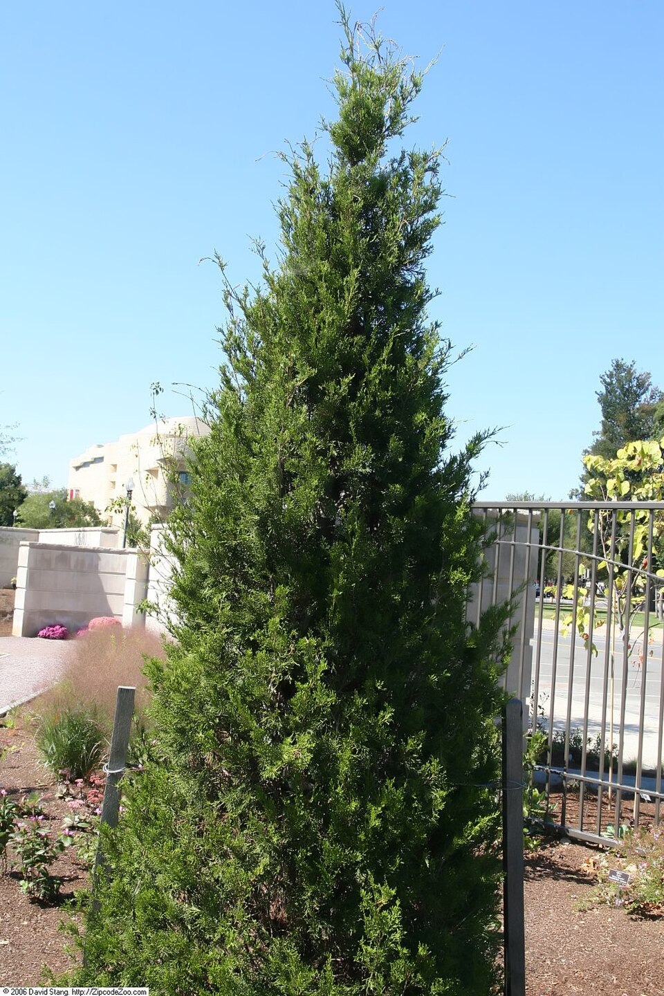 Juniperus virginiana 'Brodie' (Brodie Eastern Red Cedar) (alternate view 2)