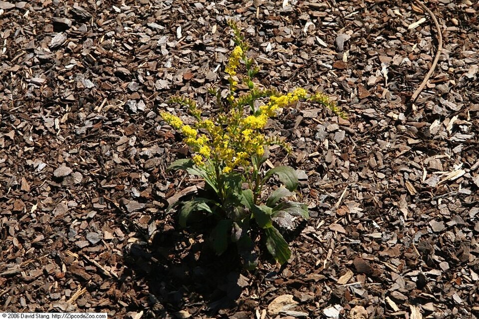 Solidago ulmifolia (elm-leaved goldenrod) (alternate view 9)