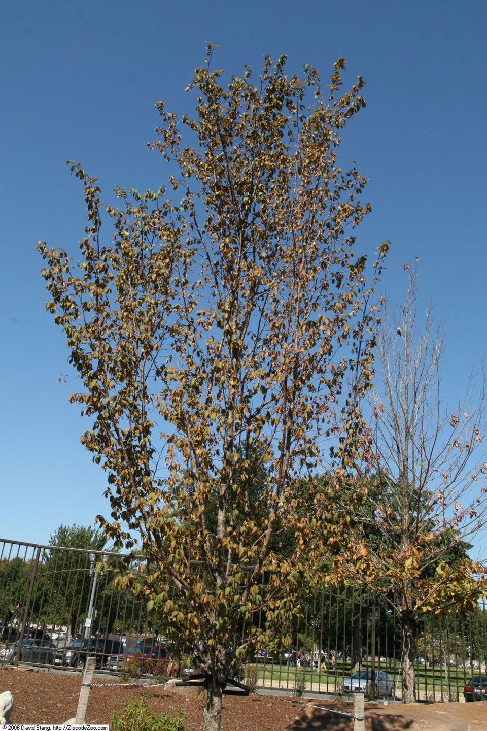 Ostrya virginiana (American hophornbeam)