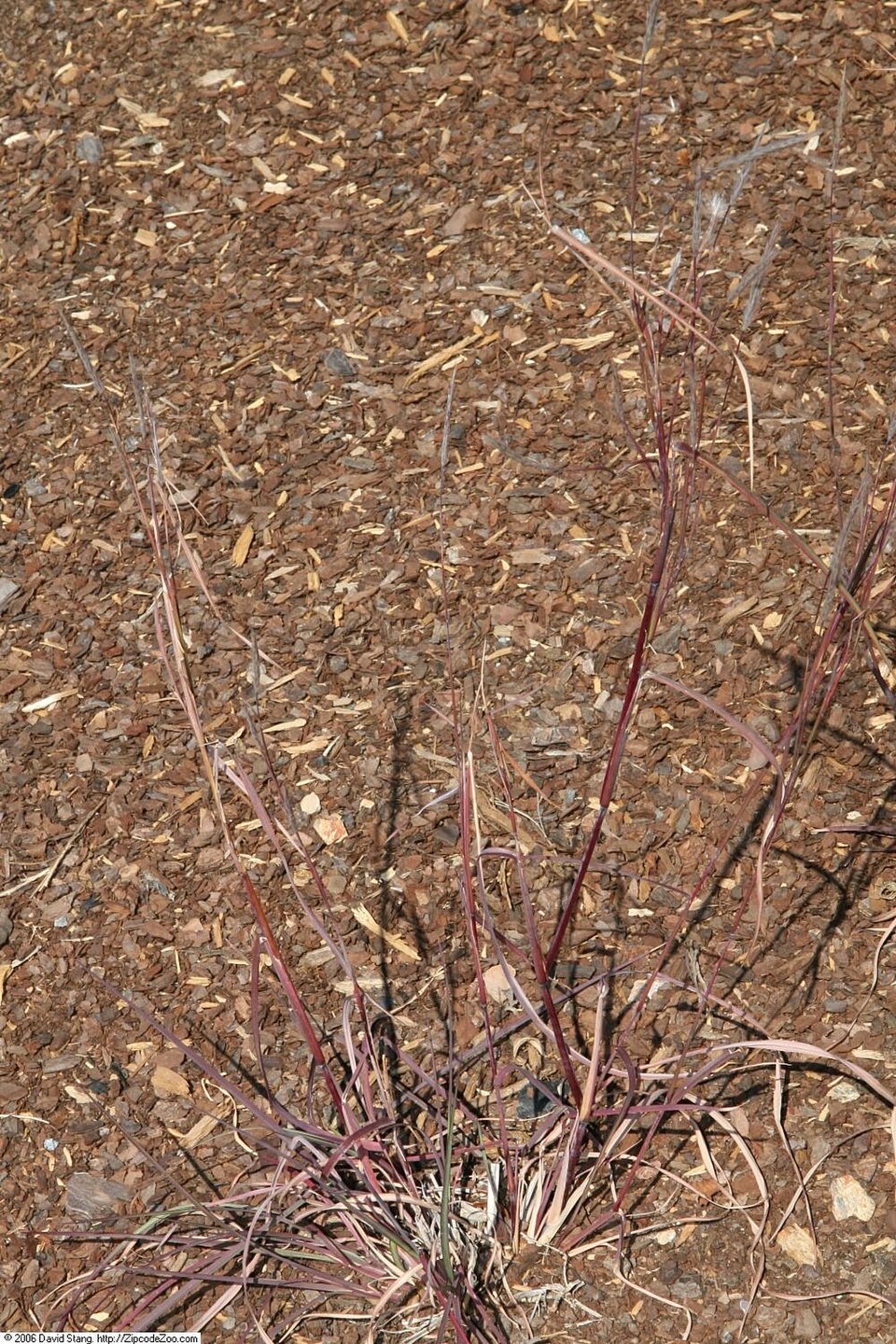 Andropogon ternarius (Splitbeard Bluestem)
