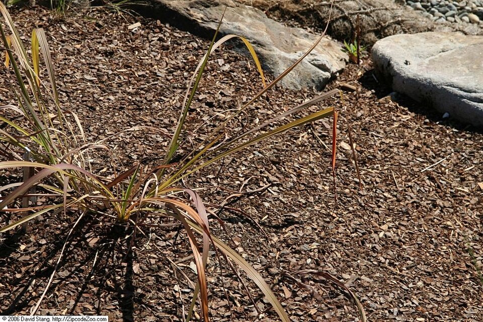Tripsacum dactyloides (eastern gamagrass) (alternate view 8)
