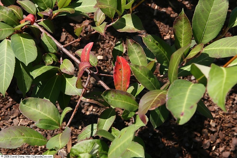 Viburnum nudum, Possumhaw viburnum — upright deciduous (Viburnaceae) (image 5 of 10)
