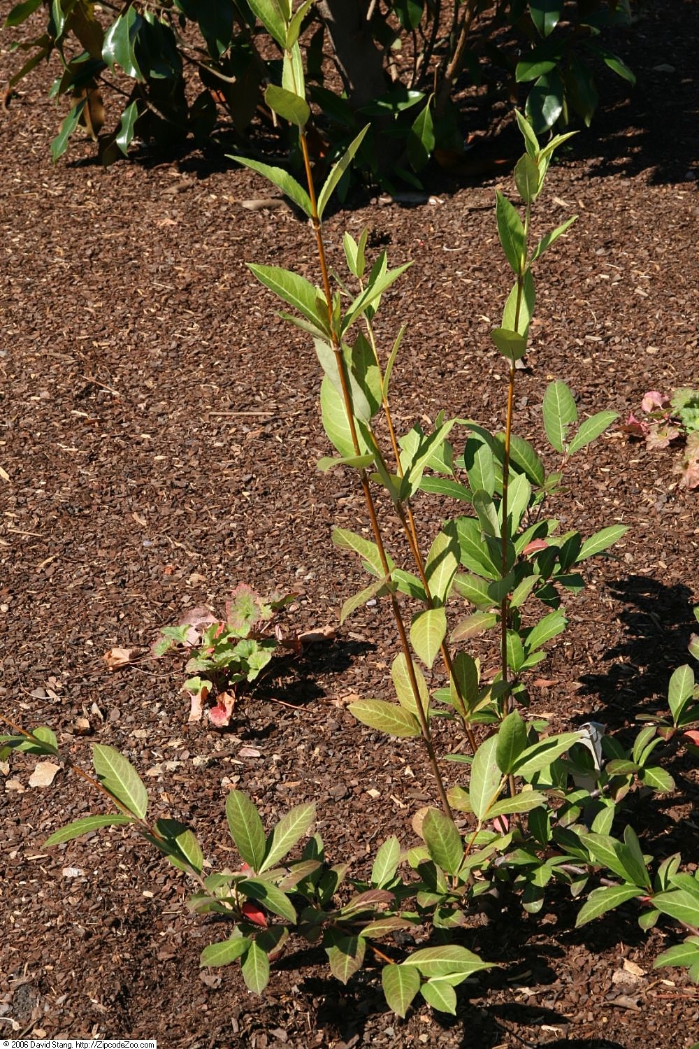 Viburnum nudum, Possumhaw viburnum — upright deciduous (Viburnaceae) (image 6 of 10)