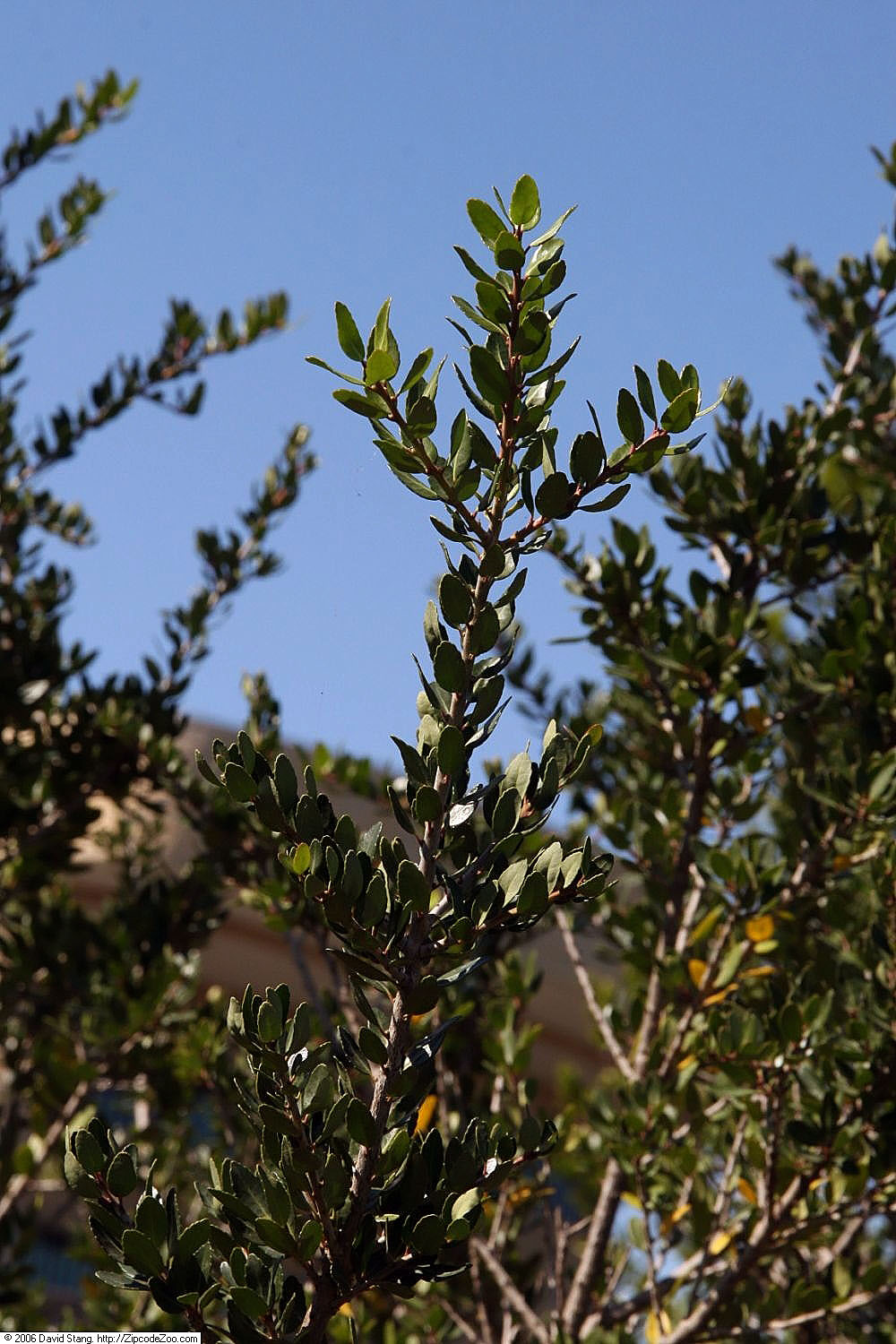 Ilex vomitoria, Yaupon holly — upright evergreen (Aquifoliaceae) (image 6 of 7)