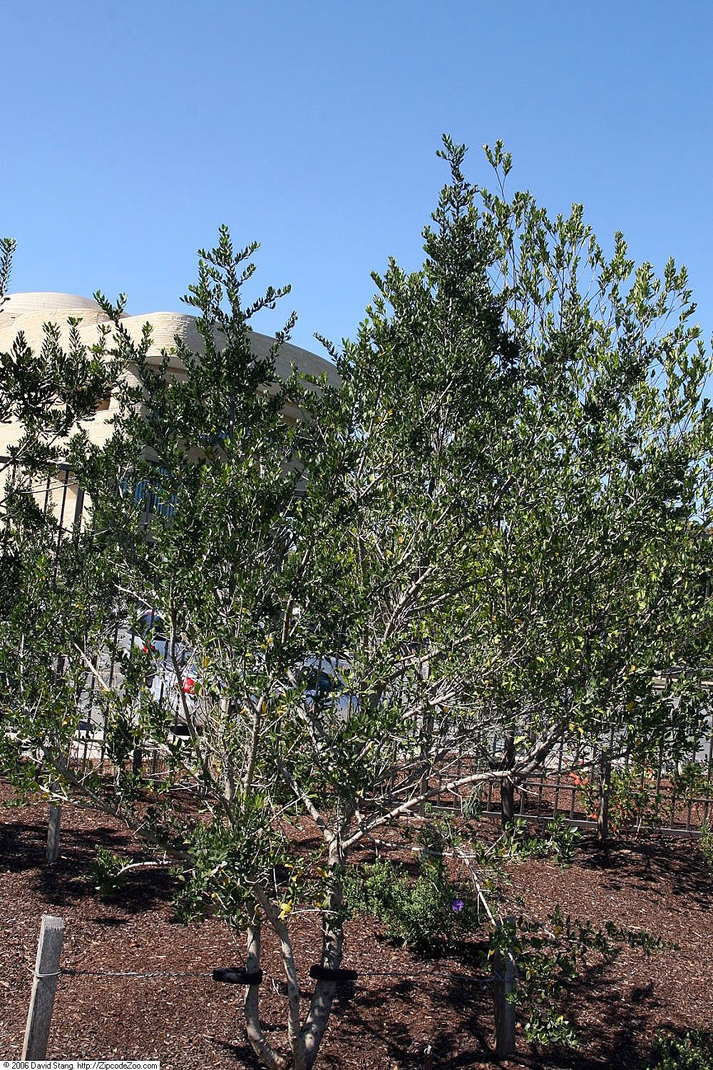 Ilex vomitoria, Yaupon holly — upright evergreen (Aquifoliaceae) (image 7 of 7)
