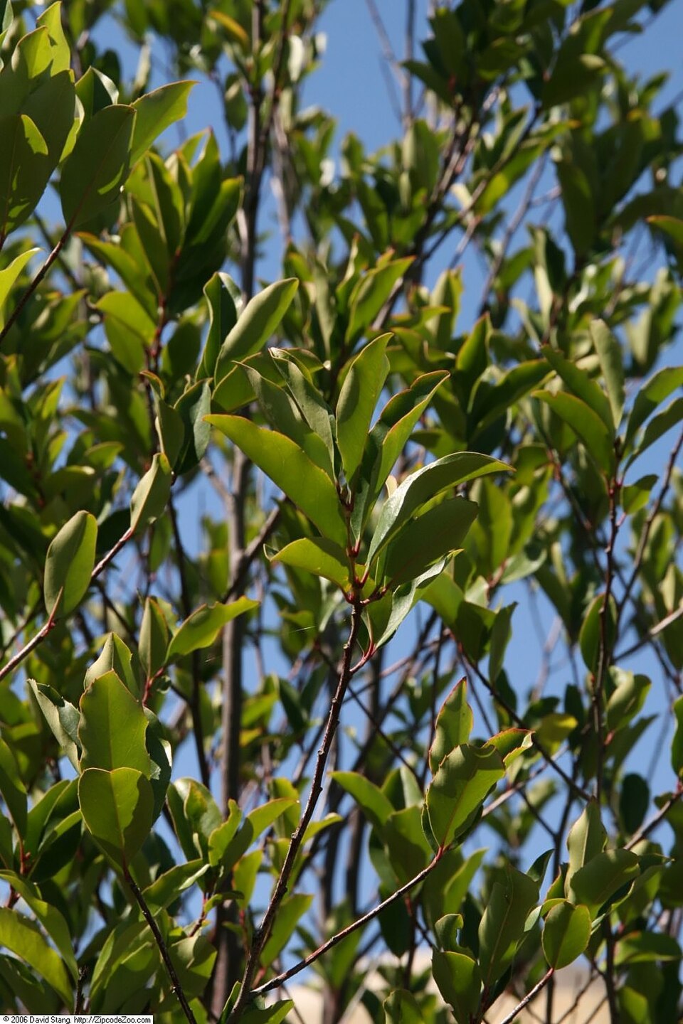 Prunus caroliniana (Carolina laurelcherry) (alternate view 5)