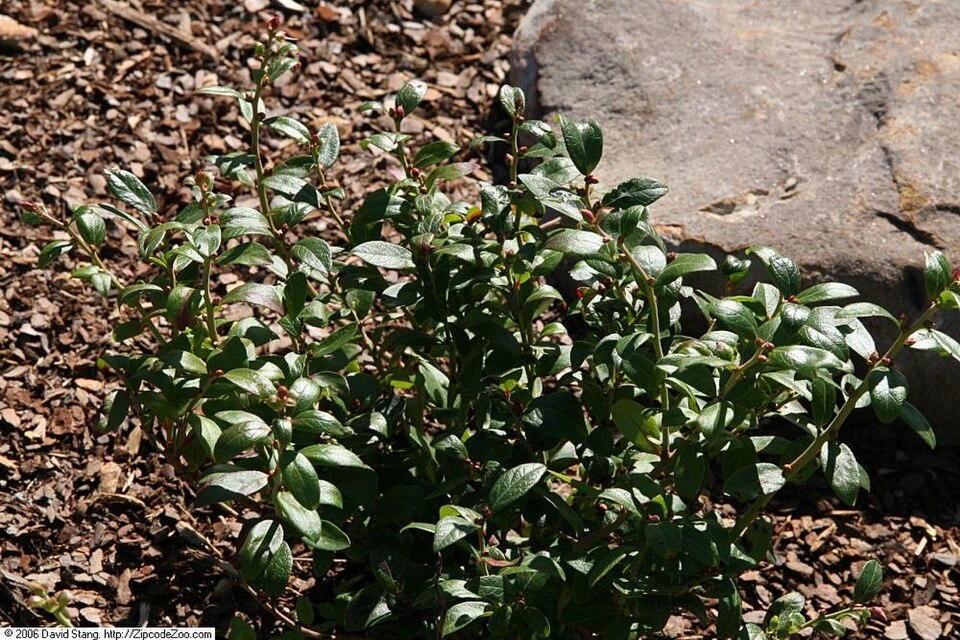 Vaccinium angustifolium (lowbush blueberry)