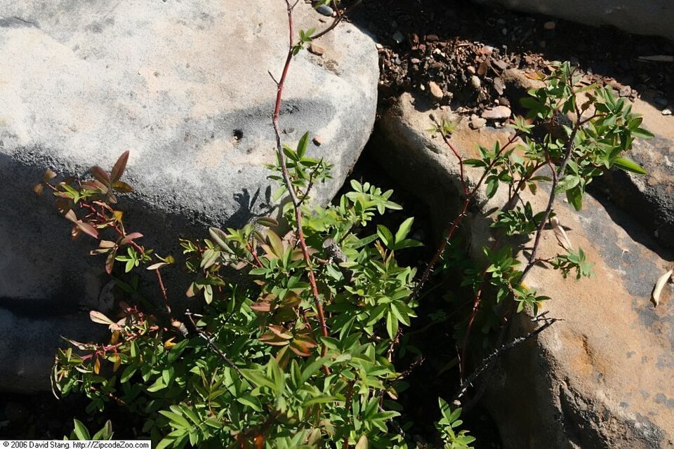 Rosa palustris (swamp rose) (alternate view 9)