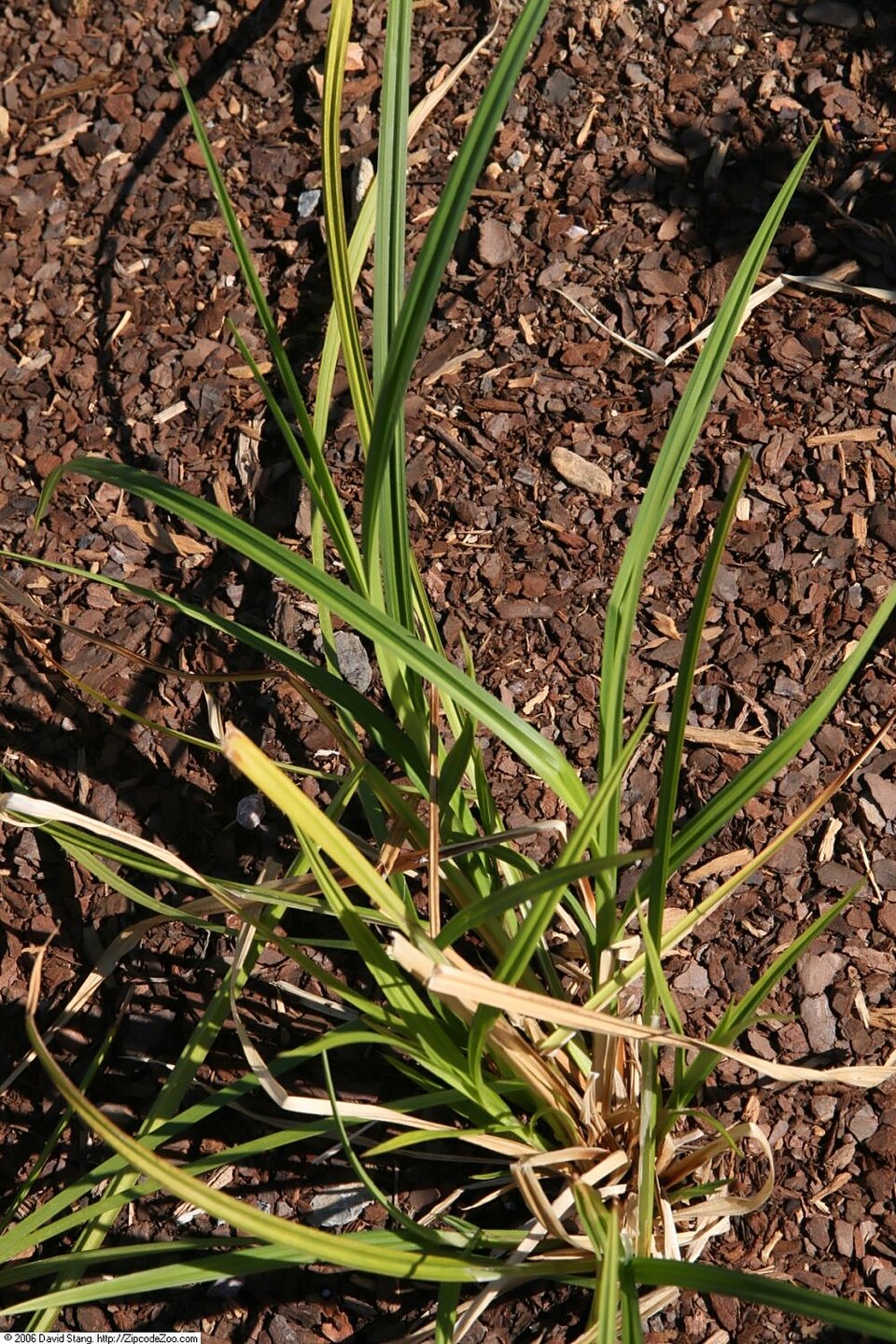 Carex intumescens (bladder sedge) (alternate view 9)