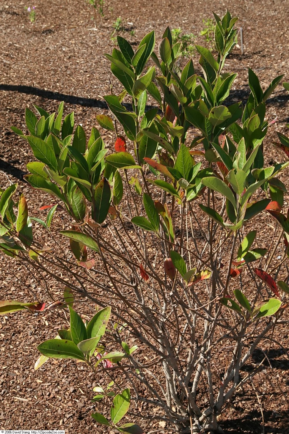 Viburnum nudum, Possumhaw viburnum — upright deciduous (Viburnaceae) (image 7 of 10)
