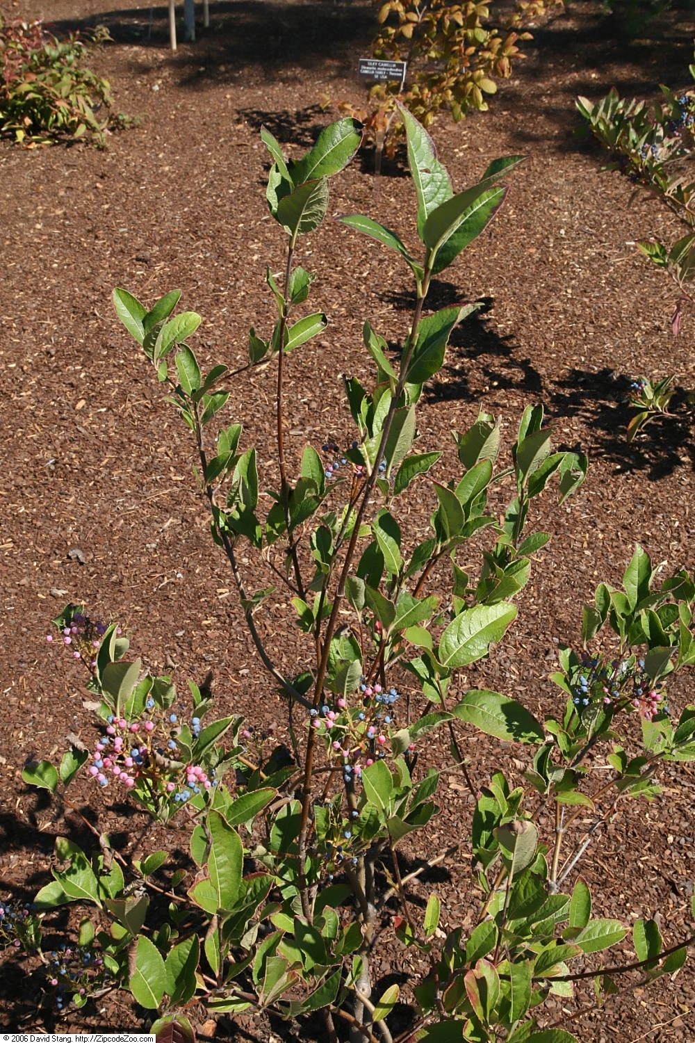 Viburnum nudum, Possumhaw viburnum — upright deciduous (Viburnaceae) (image 8 of 10)