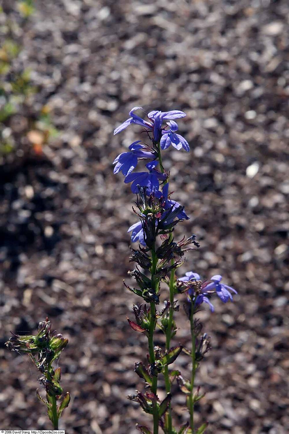 Lobelia puberula (downy lobelia) (alternate view 3)