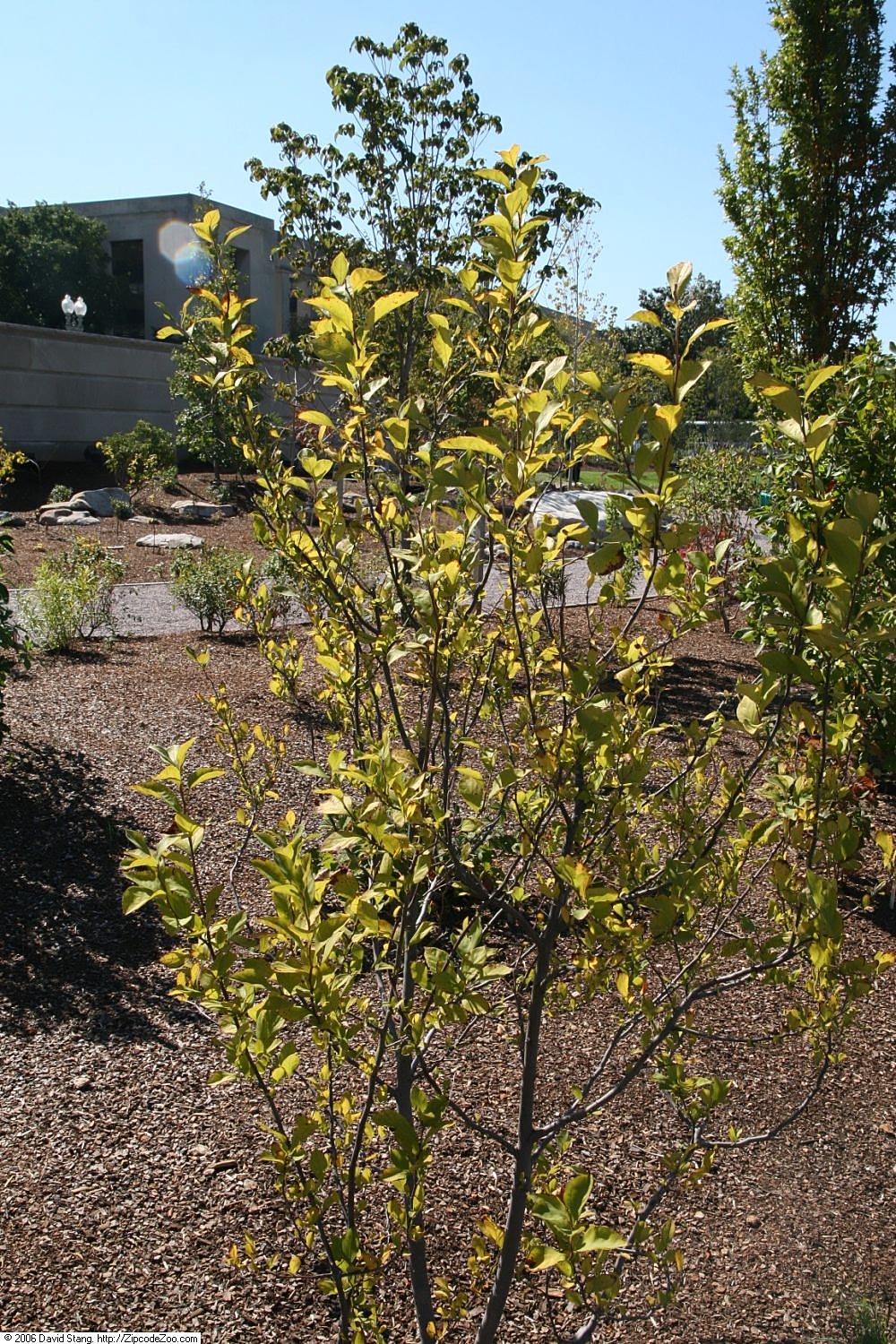 Styrax americanus, American snowbell — upright deciduous (Styracaceae) (image 3 of 10)