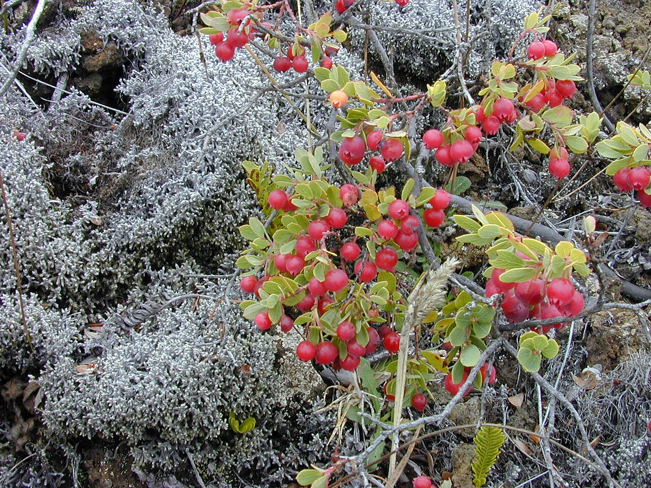 Vaccinium reticulatum, Ohelo berry — spreading evergreen (Ericaceae) (image 1 of 10)