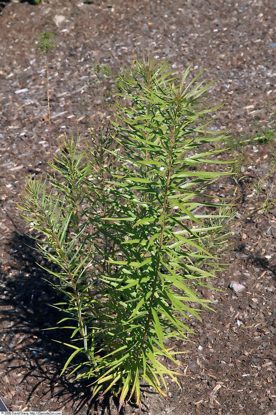Amsonia ciliata (Fringed Bluestar) (alternate view 8)
