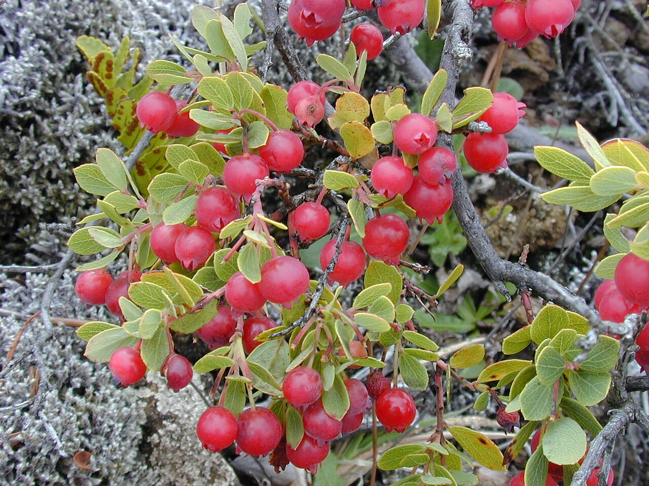 Vaccinium reticulatum, Ohelo berry — spreading evergreen (Ericaceae) (image 2 of 10)