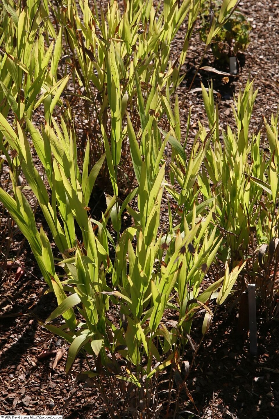 Chasmanthium laxum (Slender Woodoats) (alternate view 8)