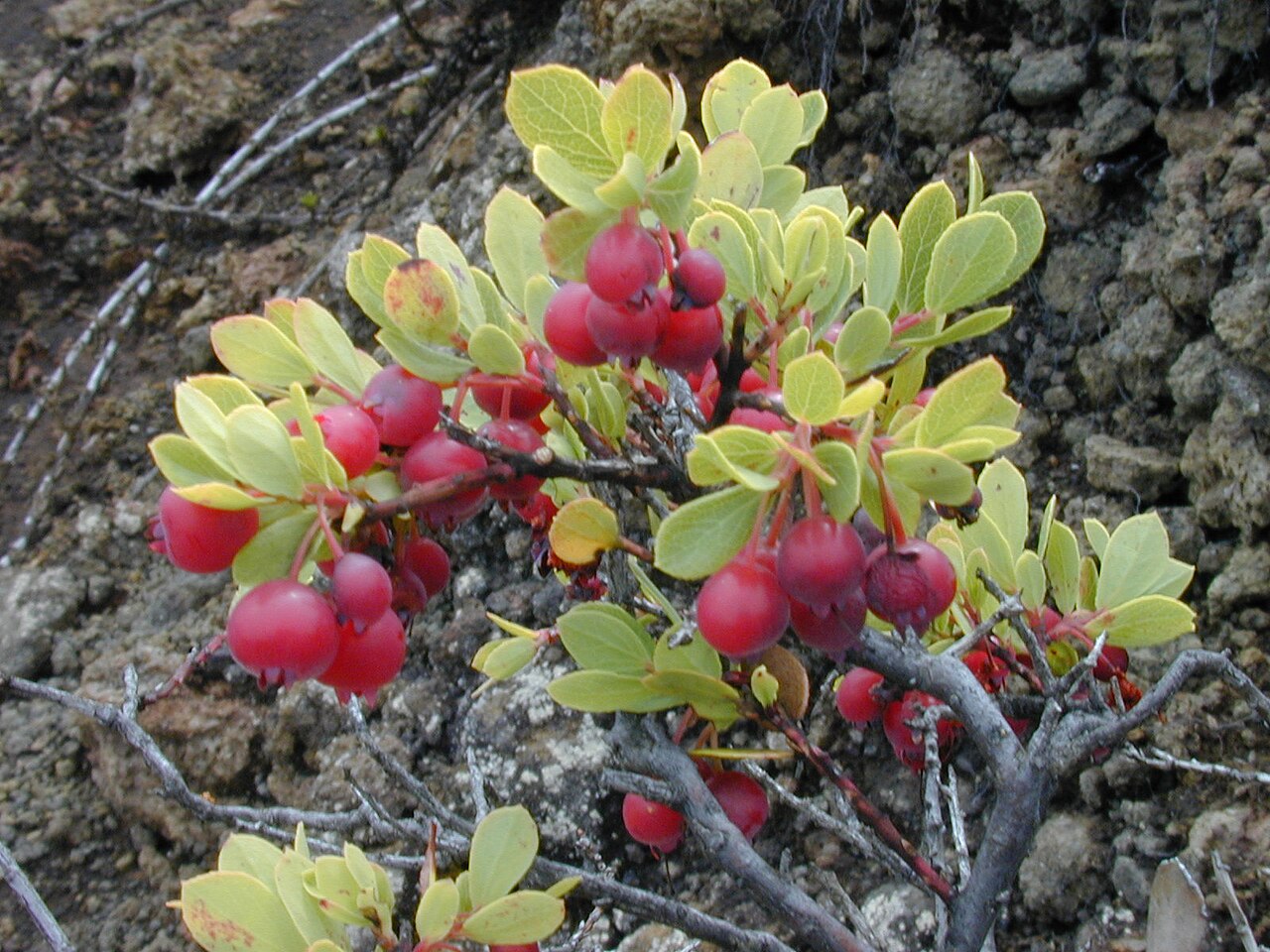 Vaccinium reticulatum, Ohelo berry — spreading evergreen (Ericaceae) (image 3 of 10)