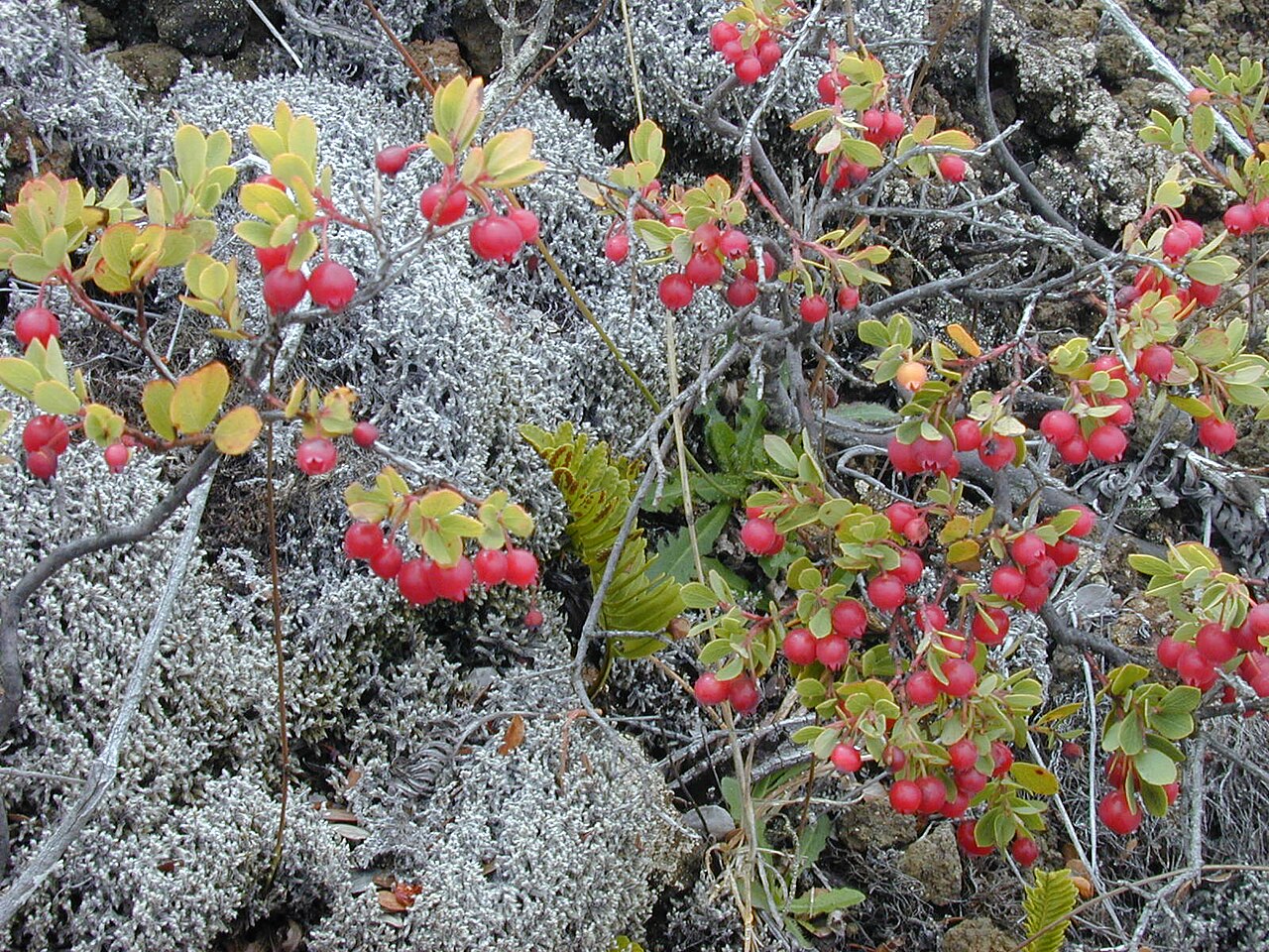 Vaccinium reticulatum, Ohelo berry — spreading evergreen (Ericaceae) (image 4 of 10)