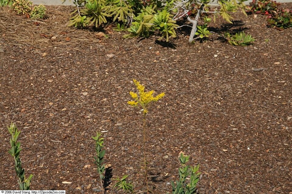 Solidago odora (Sweet Goldenrod) (alternate view 8)