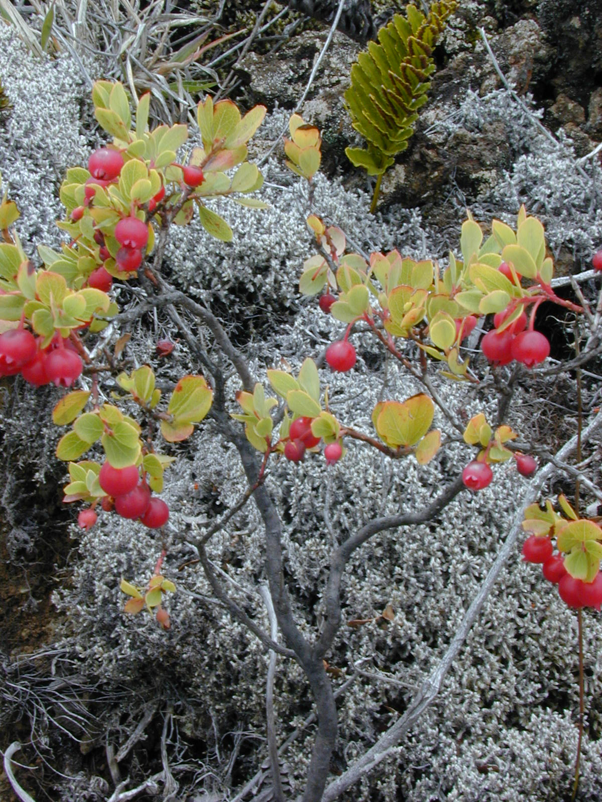Vaccinium reticulatum, Ohelo berry — spreading evergreen (Ericaceae) (image 5 of 10)