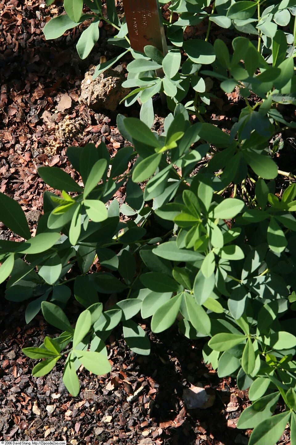 Baptisia 'Purple Smoke' (Purple Smoke Baptisia) (alternate view 3)