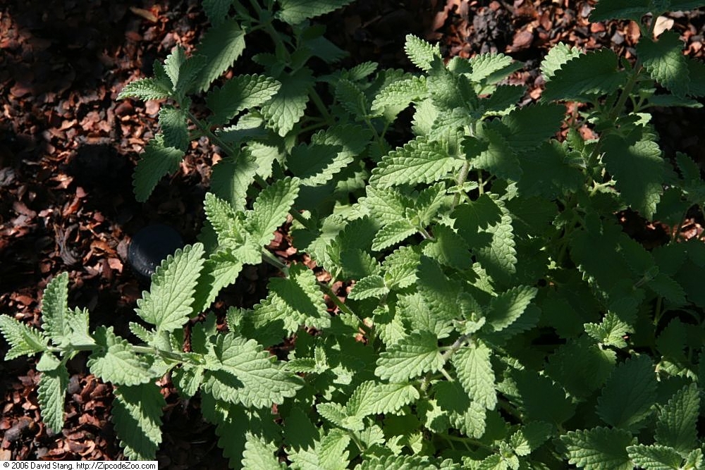 Nepeta faassenii 'Walker's Low', Walker's Low catmint — mounding deciduous (Lamiaceae) (image 3 of 7)