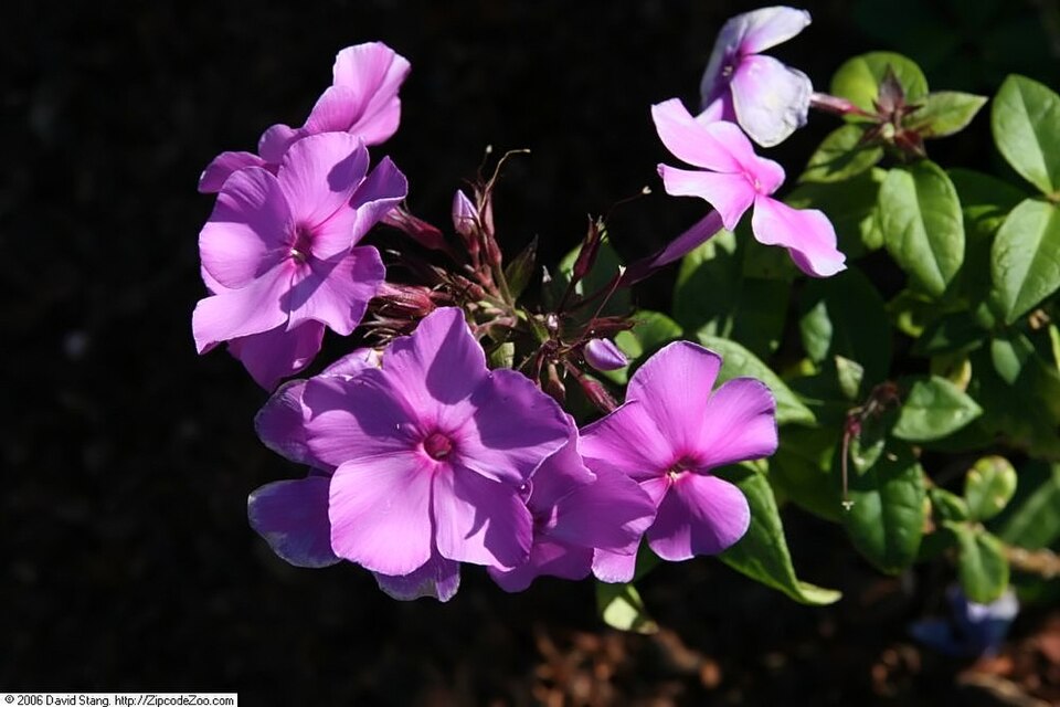 Phlox paniculata 'Blue Paradise'