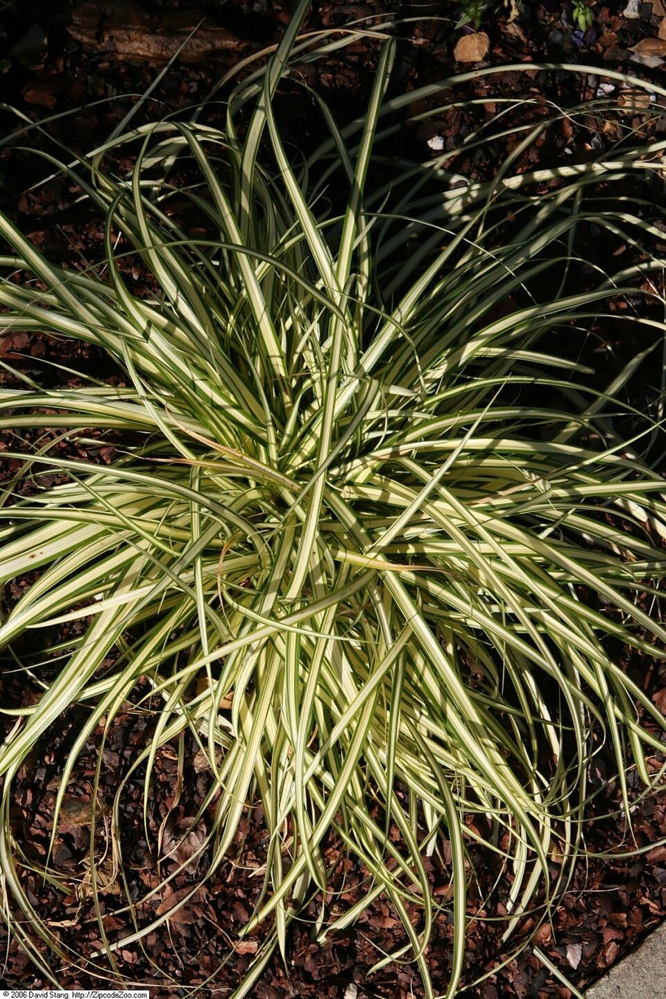 Carex oshimensis 'Evergold' (Evergold Japanese Sedge) (alternate view 2)