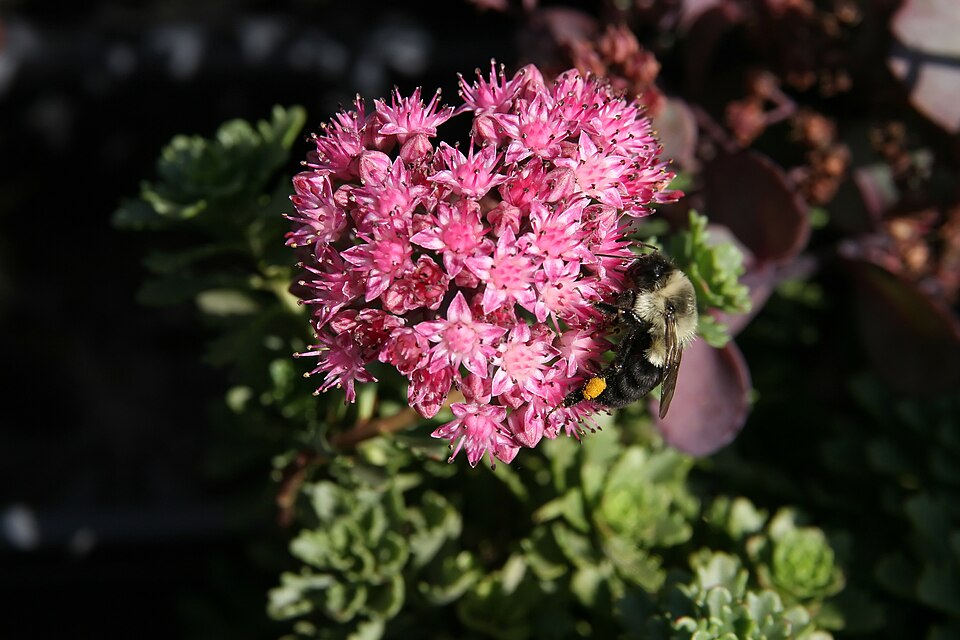 Sedum × 'Vera Jameson' (Vera Jameson Stonecrop) (alternate view 4)