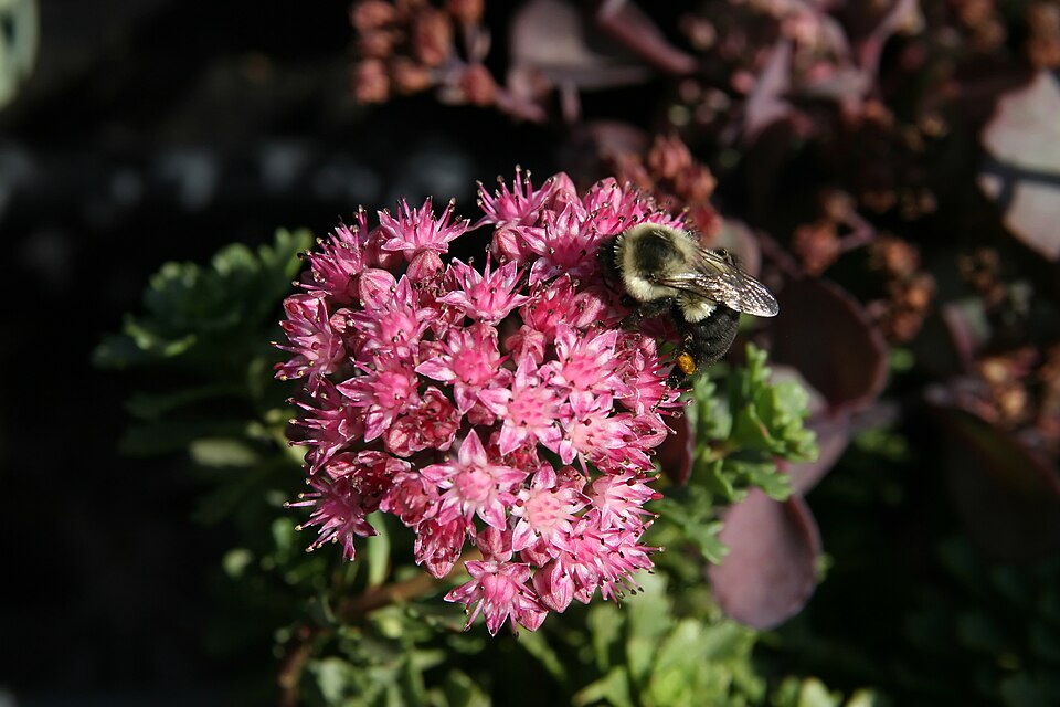 Sedum × 'Vera Jameson' (Vera Jameson Stonecrop) (alternate view 5)
